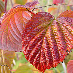 photo "Paints autumn"