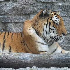 фото "тигр ..."