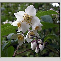 photo "styrax japonica"