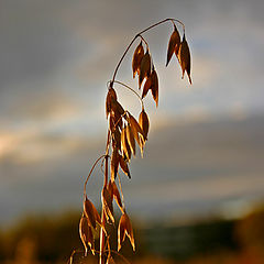 photo "Harvest time."