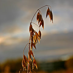 фото "Harvest time."