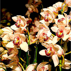 photo "Orchids"