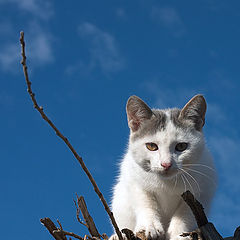 photo "Cat who lives on a roof"
