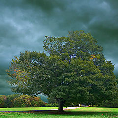 фото "The Approaching Storm"