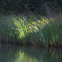 photo "Wood lake"