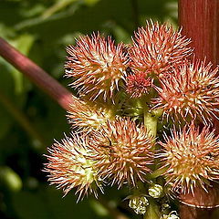 photo "Ricinus communis"