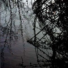 photo "Black motif"