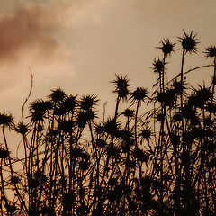 photo "Herbs"