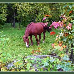 photo "Autumn pasture"