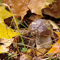 photo "Mushroom"