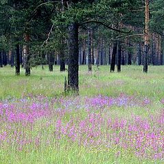 фото "На третий год после лесного пожара"