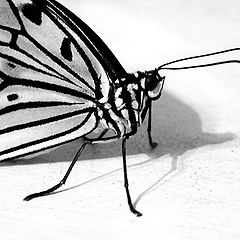фото "Черно-белая бабочка"