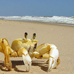 photo "Yellow crab"