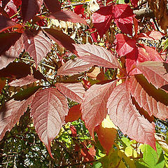 photo "A colors of autumn"