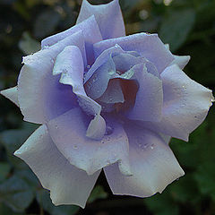 photo "Japanese Blue Rose"