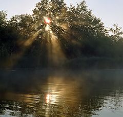 photo "Sun tree"