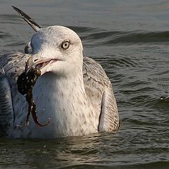 photo "Sea Gull - on the water"