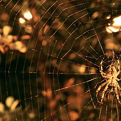 photo "Spider from Prague"