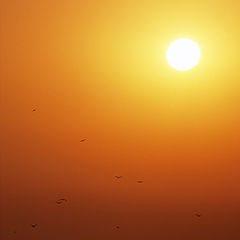 фото "Дивноморский закат -3 c птичками"