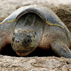 photo "Sea turtle placing her eggs"