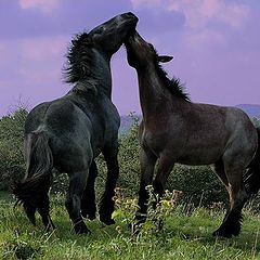photo "young Belgian drafthorses"