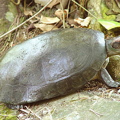 фото "Turtle 2"