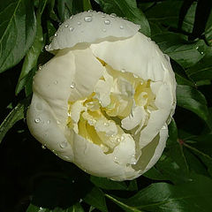 фото "Peony"