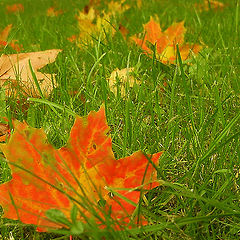 photo "The maple leaf"