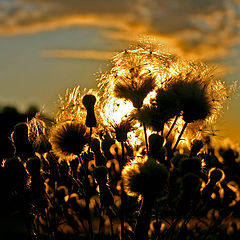 photo "Warm evening"