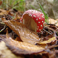 photo "Fly agaric"