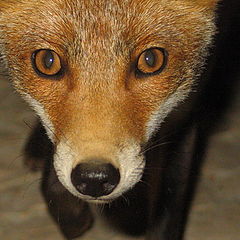 фото "FOX- Night visitor"