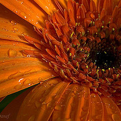 фото "Gerbera 2"