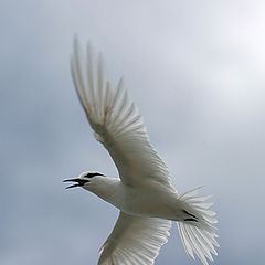 photo "The seagull"