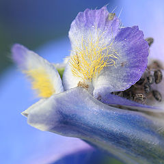 photo "Blue bird"