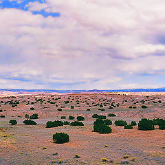 фото "Attack of the Bushmen"