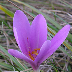 photo "COLCHICUM"