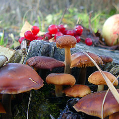 photo "Gifts of autumn"