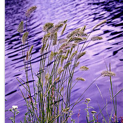 photo "Breeze.. A silent rustle of the river.. And ears.."