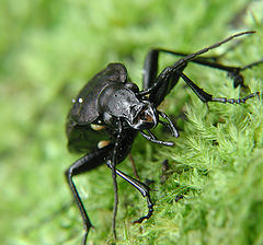 photo "Carabus"