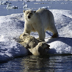 фото "Mrs.Cold & Sons"