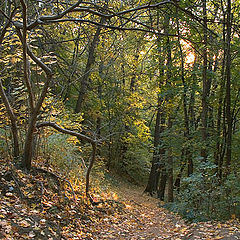 photo "Going down footpath"