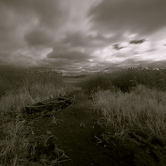 photo "Landscape in an IR spectrum – 1"