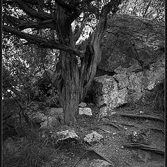 photo "Footpaths. Crimea."