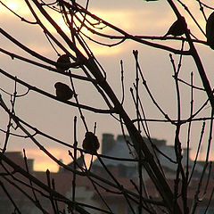 photo "sparrows"