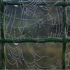 фото "Net in a net"