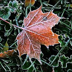 photo "Cold night"