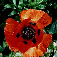фото "Poppies"