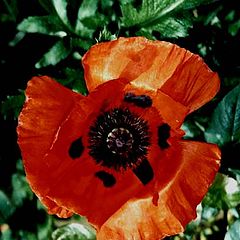 фото "Poppies"