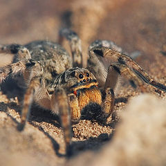 photo ""In an ambush, or goggle-eyed eight-legs""