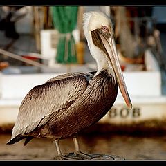 photo "Pelican"